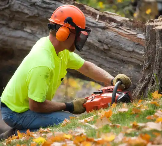 tree services Huntington Woods